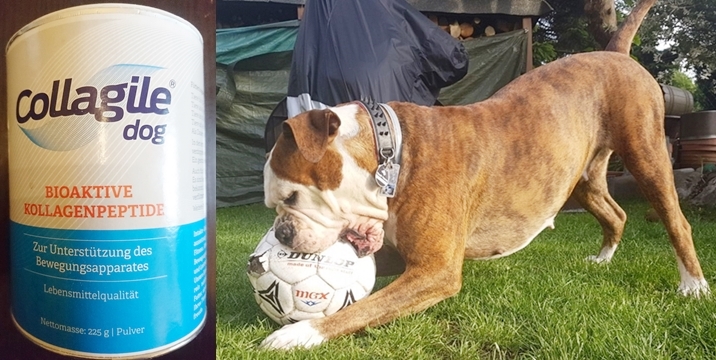 Test: Collagile Dog - Futterergänzung für Hunde Gelenke / bei Arthrose