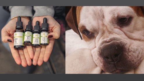 Test: Hempamed CBD Öl | Wie ich für meinen Hund zum Cannabis-Fan wurde & CBD-Öl bei depressiver Verstimmung, Stress, Schlafproblemen